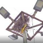 led-scam